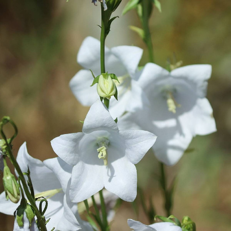 Dzwonek brzoskwiniolistny Alba