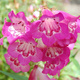 Penstemon Hartwegii Polaris Magenta (C2)