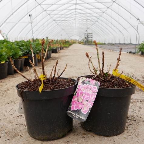 Hortensja ogrodowa Trivioli Rot