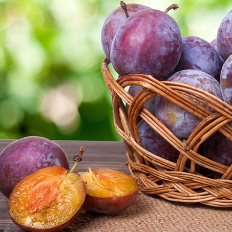 Śliwa Empres Plant Pack