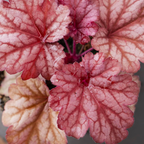 Żurawka ogrodowa Berry Smoothie jagodowa (C2)