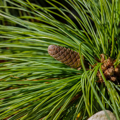 Sosna Schwerina Wiethorst szczepiona NP (C5)