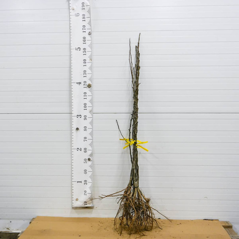 Grusza azjatycka Kumoi Plant Pack