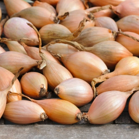 ZESTAW ALLEGRO Cebula dymka Sopelek 0,25kg