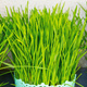 Owies Wielkanocny 20g