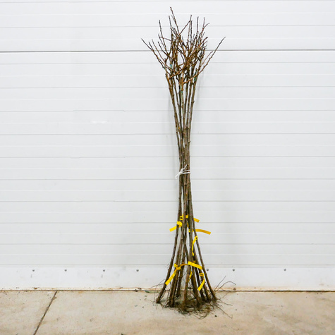 Agrest biały Tatiana na pniu Plant Pack