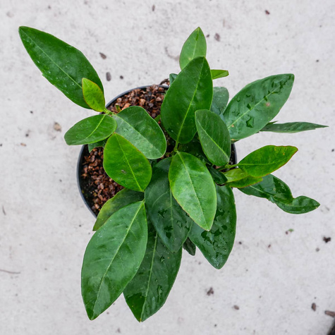 Laurowiśnia wschodnia Cherry Brandy (C2)