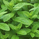 Mięta pieprzowa angielska Garden Mint (C2)