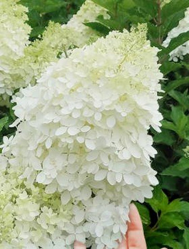 Hortensja bukietowa Phantom kwiaty giganty (P9)
