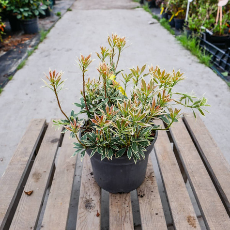 Pieris japoński Flaming Silver (C2)