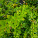 Berberys thunberga Green Carpet (P9)