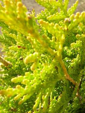 Żywotnik olbrzymi 'Collyers Gold'