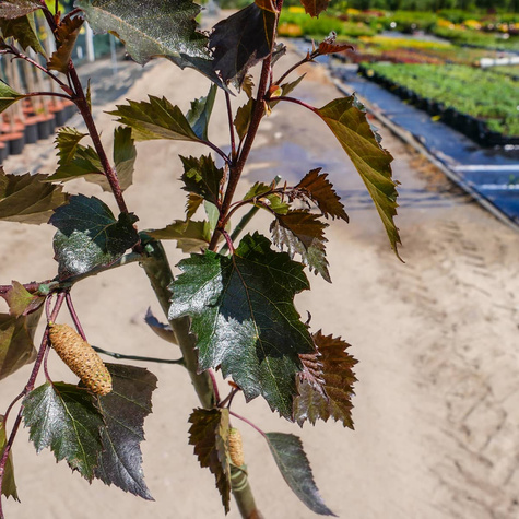 Brzoza brodawkowata Purpurea szczepiona na pniu (C20)