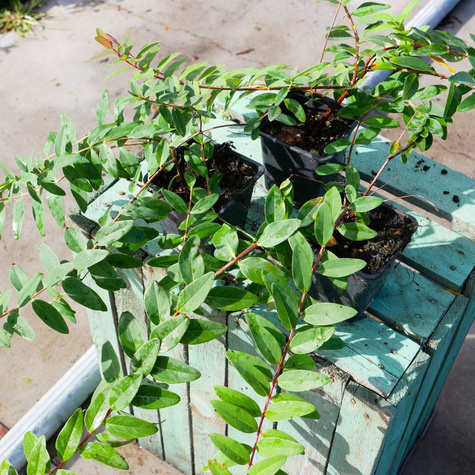 Dziurawiec Hidcote (P9)