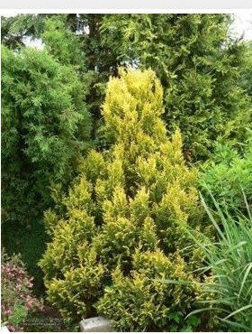 Cyprysik groszkowy pierzasty złocisty Plumosa Aurea