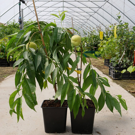 Mini Brzoskwinia biała