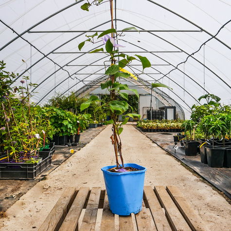 Powojnik Clematis Thyrislund (C2)