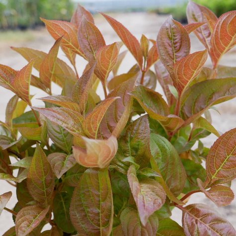 Krzewuszka cudowna Wings of fire (C2)