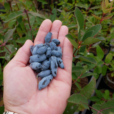 Jagoda kamczacka Leningradskij Velikan (C2)