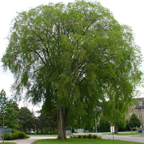 Wiąz szypułkowy (C2)