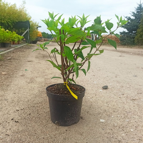 Hortensja bukietowa Mojito (C2)