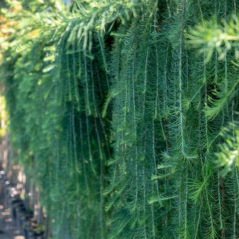 Modrzew europejski Pendula na pniu C5