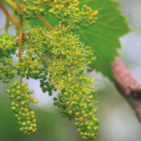 Winorośl Pachnąca Miododajna