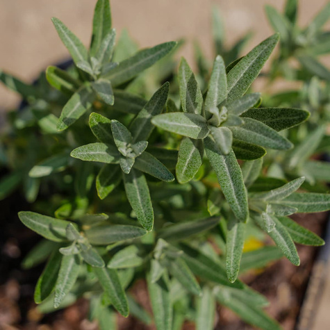 Rokitnik pospolity Hikul męski (C2)