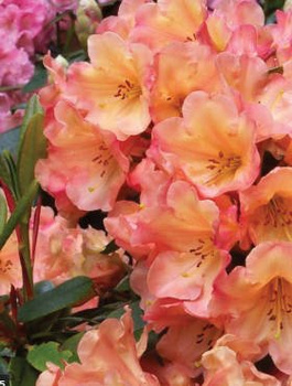 Rododendron pomarańczowo-różowy (C2)