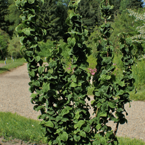 Dereń świdwa Compressa (P9)