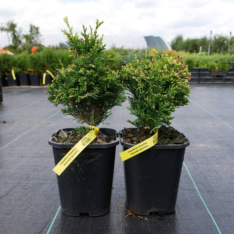 Cyprysik lawsona Pygmaea Argentea