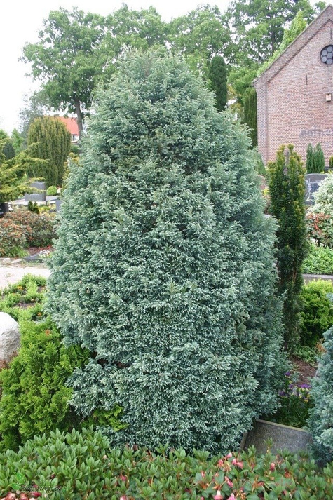 Cyprysik groszkowy Boulevard - puszysty(C2)