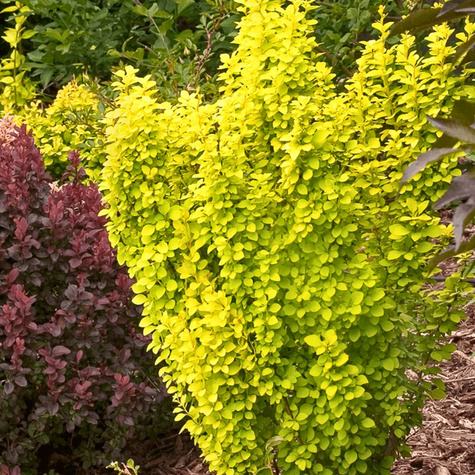 Berberys thunberga Summer Sunset (C1.7)