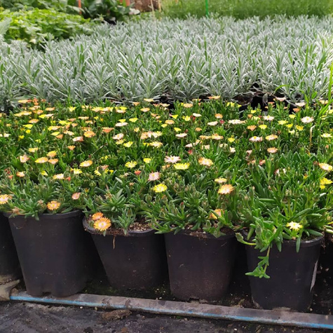 Delosperma Coopera Ice Cream™ MixMasters® Swirl