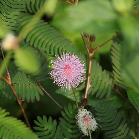 Mimoza wstydliwa czułek wstydliwy Mimosa pudica 0,2 g