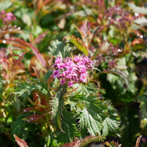 Tawuła japońska Sonia (C2)