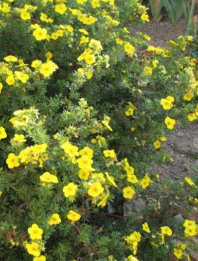 Pięciornik krzewiasty Farrerii