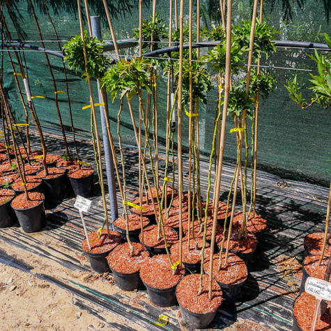 Głóg kulisty jednoszyjkowy szczepiony