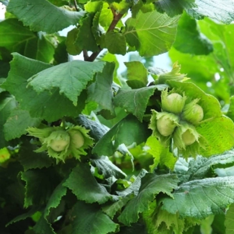 Orzech laskowy Trapezundski Plant Pack