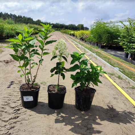 Hortensja bukietowa Summer Snow (C2)