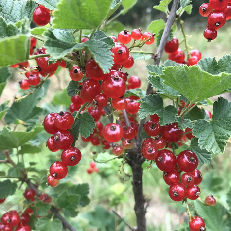 Porzeczka czerwona na pniu w pojemniku