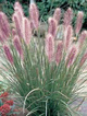 Pennisetum alopecuroides, Rozplenica japońska, Piórkówka 'Red Head'