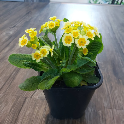 Pierwiosnek lekarski Lime with Orange (C2)