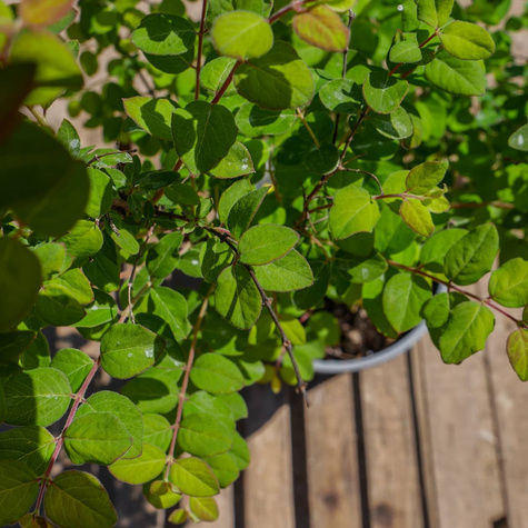 Śnieguliczka Doorenbosa White Hedge (C2)