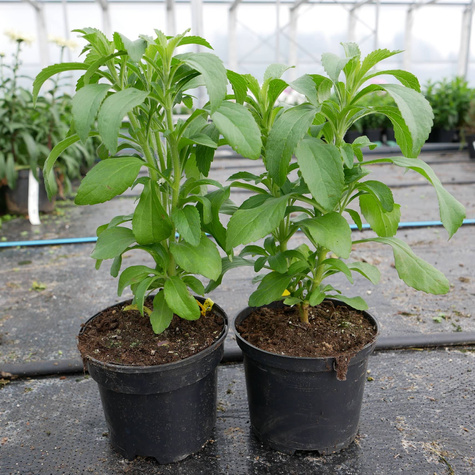 Stevia sadzonka Stewia Sweet Słodzik (P9)