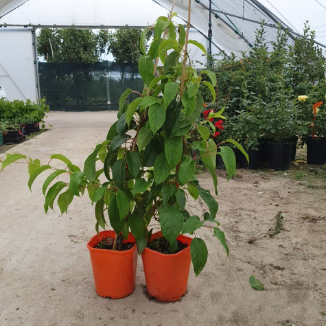 MINI KIWI Aktinidia Rogów (C2)