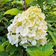 Hortensja bukietowa Polar Bear (C1.7)