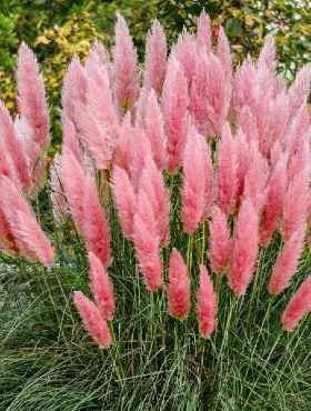 Trawa pampasowa Różowa 0,1g Cortaderia