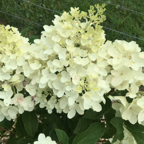 Hortensja bukietowa Silver Dollar (C2)