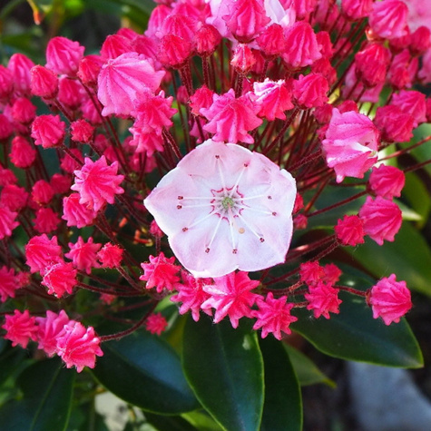 Kalmia szerokolistna Olivia (C2)